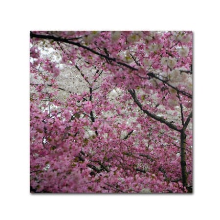 CATeyes 'Cherry Blossoms 2014-3' Canvas Art,24x24